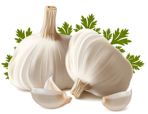 garlic clipart